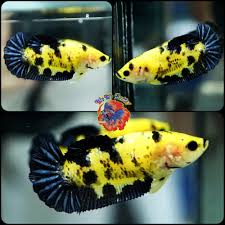 Female Fancy Titanium Yellow Tiger Koi Halfmoon Plakat In 2020 Betta Fish Betta Koi