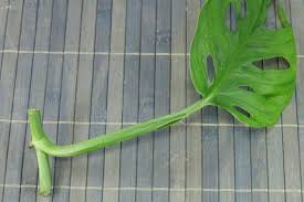 Monstera Monkey Leaf Monstera Adansonii Pflanzen Gartenarbeit Kubelpflanzen