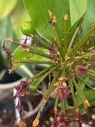 Image result for Scadoxus membranaceus