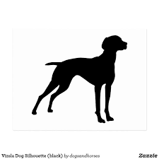 German shorthaired pointer puppies cleveland ohio. Vizsla Puppies Cleveland Ohio The Y Guide