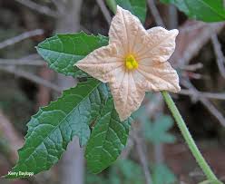 Image result for Coccinia adoensis