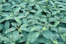 Image result for Sesbania macrantha