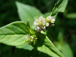 Image result for Persicaria nepalensis