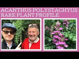 Image result for Acanthus polystachyus