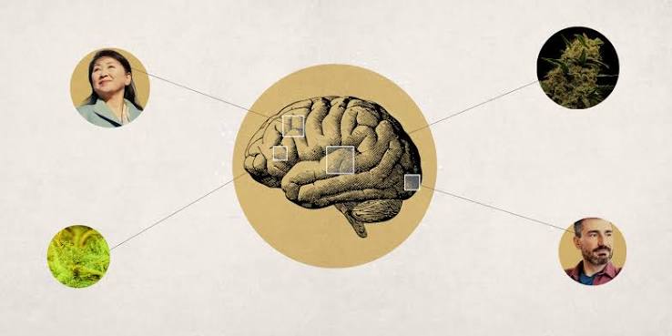 Can Cannabis Support Brain Health in Older Adults? Study Suggests Possible Cognitive Benefits