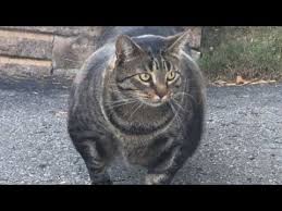 This Is The Strongest Cat Breed In The World Youtube In 2020 Cat Memes Cats Animals