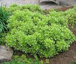 Maybe you would like to learn more about one of these? Wheeler S Dwarf Pittosporum This Might Work For Front Foundation Landscaping Plants Foundation Planting Shrubs