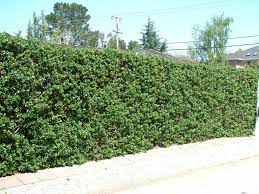 Moderate Fast Growing Grewia Occidentalis Lavender Starflower Small Olive Green Leaves Star Shaped Lavender Flowers Year Plants Dream Garden Flower Hedge