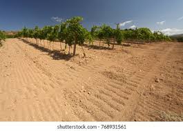 Image result for Calepitrimerus vitis