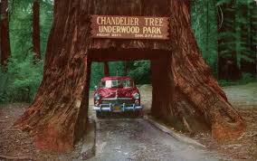 This can be done in 11 to 12 hours provided gas stops are short. The Drive Through Trees Of California Amusing Planet
