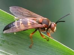 Females fling their eggs into solitary bee burrows where the larvae eat the pollen stores. Insects That Look Like Bees Gardening In Michigan