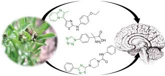 Image result for Gnaphalium polycaulon