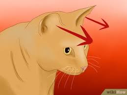 Is it good to sleep with cats in bed at night? 3 Ways To Understand Your Cat S Body Language Wikihow Pet