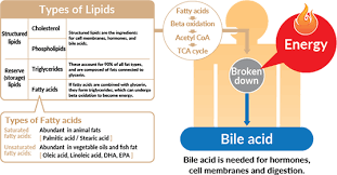 Fats An Efficient Source Of Energy Otsuka Pharmaceutical Co Ltd