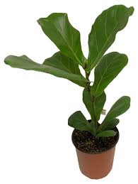 Image result for Ficus craterostoma