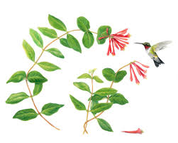 Check spelling or type a new query. Wildly Exquisite Florida S Native Plants Palm Beach Illustrated