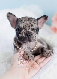 2020 popular 1 trends in home & garden, jewelry & accessories, men's clothing, shoes with blue french bulldog and 1. Merle French Bulldog Puppy By Teacups Puppies Boutique Www Teacupspuppies Com Frenchbulldog Bulldog Puppies Merle French Bulldog French Bulldog Puppies