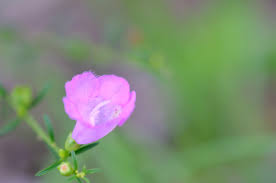 Image result for Scleria delicatula