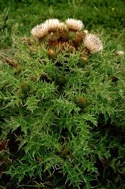 Image result for Stolzia heiligenthalii