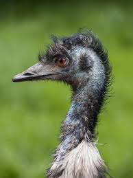 Kiwi Emu Birds That Cannot Fly Emu Dromaius Novaehollandiae Emoe Flightless Bird Birds Emu