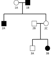 what does an autosomal recessive pedigree look like study com