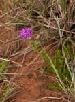 Image result for Vernonia galpinii