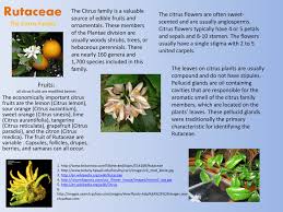 Image result for Rutaceae