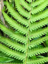 Image result for Christella chaseana