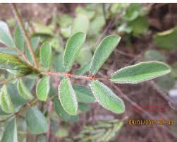 Image result for Indigofera astragalina-hirsuta