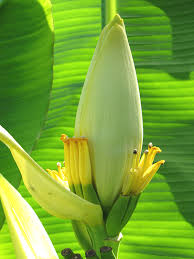 Image result for Musa sp. (Ornamental bananas)