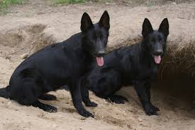 Purebred german shepherd breeders in indiana, michigan, ohio. Black German Shepherd Browning Haus German Shepherds