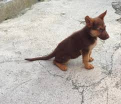 German shepherd puppies require minimal grooming attention, with the occasional bath and brushing. Is This A Gsd German Shepherds Forum