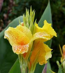 Image result for Cannaceae