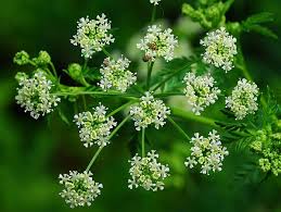 Image result for Conium