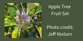 When To Spray Apple Trees To Protect Them From Pests And Diseases