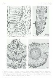 Image result for Pavetta lasiopeplus