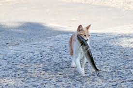 Stray Cat With Stolen Fish In Her Mouth Stock Photo Picture And Royalty Free Image Image 47396747