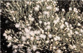 Image result for Trianthema salsoloides