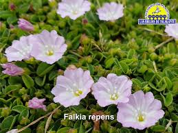 Image result for Falkia
