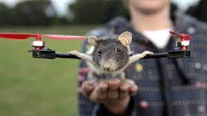 Schoolboy's dead pet rat turned into remote controlled flying drone toy -  Irish Mirror Online