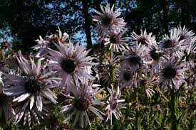 Image result for Berkheya speciosa