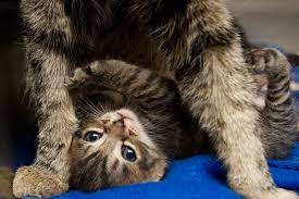 All kittens are flea and worm treated. Kitten Plays Too Rough Best Friends Animal Society