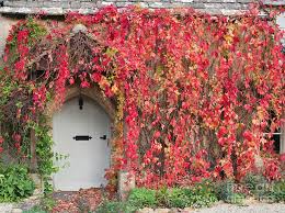 Maybe you would like to learn more about one of these? Autumnal Virginia Creeper Photograph By Tim Gainey