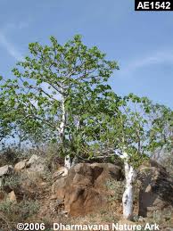 Image result for Gyrocarpus