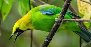Keindahan dan Keunikan Burung Cucak Ijo Fauna Resmi Kabupaten Malang - SMA Negeri 1 Pagak - Gera Labda Cakasana