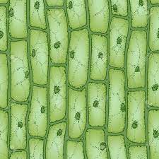 Check spelling or type a new query. Green Plant Cells Under Microscope Seamless Vector Pattern Royalty Free Cliparts Vectors And Stock Ill Plant Cell Things Under A Microscope Microscopic Cells