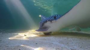 They inhabit warm temperate and tropical waters. Listen To The Soothing Sounds Of A Snacking Stingray Popular Science