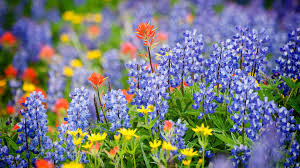 We did not find results for: Wallpaper Lupin Blue Flowers Summer 1920x1200 Hd Picture Image