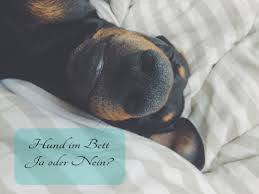 Es ist keine „schöne bescherung, wenn ein hund nicht zuverlässig stubenrein ist. Hunde Im Bett Ja Oder Nein Midoggy Parade Midoggy Community