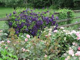 All one's hard work gardening pays off at this time of year. Yes Indeed The Clematis Bug Lives Here Gardenbug World